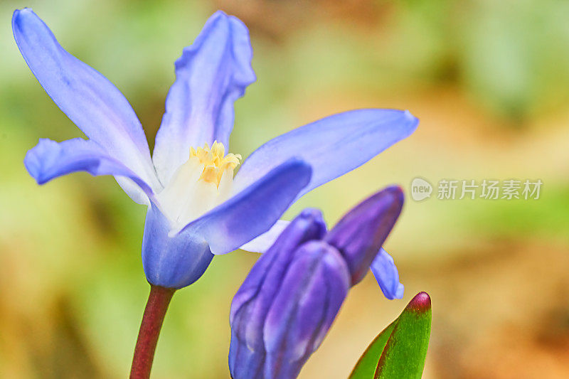 Chionodoxa luciliae